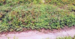 Proyecto Ecológico «Los Niches»