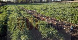 Terreno Sector Santa Adela