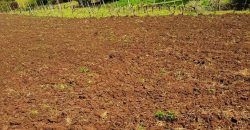 «Viña en Provincia de Ñuble»